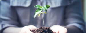 greenfield groves, lindsay giguiere, we believe hemp will make a significant impact on our lives