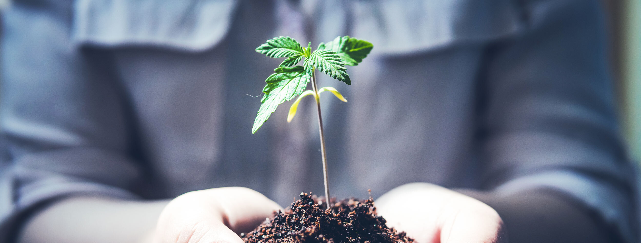 greenfield groves, lindsay giguiere, we believe hemp will make a significant impact on our lives