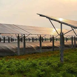 greenfield-groves-founded-by-lindsay-giguiere-website-home-page-vertically-integrated-supply-chain.jpg