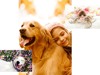 greenfield-groves-founded-by-lindsay-giguiere-website-our-founder-influencer-felicitails-for-all-collage